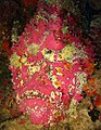 Peix pedra (Synanceia verrucosa)