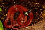 Große Schwarzkopfnatter (Tantilla rubra) in Chiapas, Mexiko