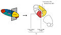 Schema des Thalamus