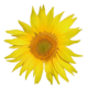 Sonnenblume