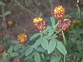 Trifolium badium Inflorescences