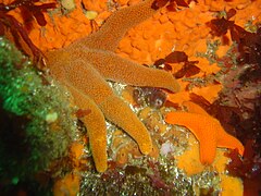 Two starfish