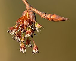 Inflorescence et bourgeon végétatif d'un orme lisse. (définition réelle 5 000 × 4 000)