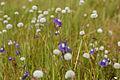 Utricularia purpurascens - Purple Bladderwort (5041011492). 
 jpg