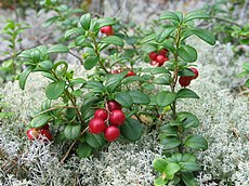 Red Whortleberry: plant badge of Clan Chattan. Vaccinium vitis-idaea 20060824 003.jpg