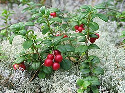 Brūklene (Vaccinium vitis-idaea)