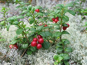 Vaccinium vitis-idaea, photo taken in Sweden.