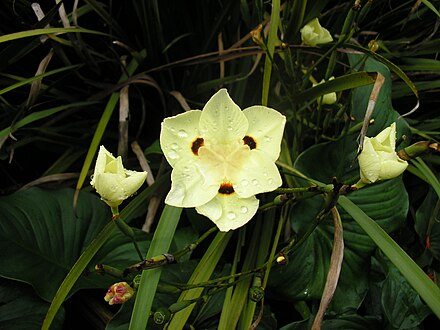 Dietes Grandiflora Infojardin Como