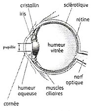 Œil réel