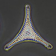 Iskopaemaia diatomovaia vodorosl'.jpg