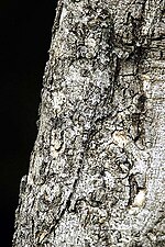 фотография Draco dussumieri на стволе дерева, которую очень трудно увидеть