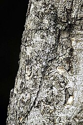 A Draco lizard showing camouflage methods including background matching, disruptive coloration, reduction of shadow, and cryptic behavior in Bandipur National Park 2005-Draco-dussumieri.jpg