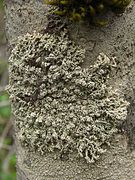 Lepolichen coccophorus (Coccotremataceae)