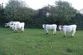 Vaynol cattle in England