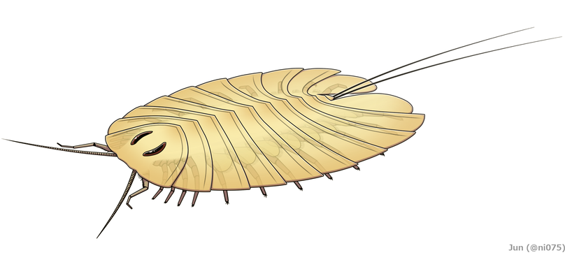 Cheloniellon calmani の全身復元図