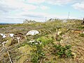 La lande près du sommet de Ty Coz (un des sommets des Montagnes Noires) 3.