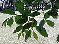 Leaves of putative U. campestris viminalis (Späth), The Meadows, Edinburgh (2017)