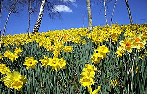 A show of daffodils by the A6091 Melrose bypas...