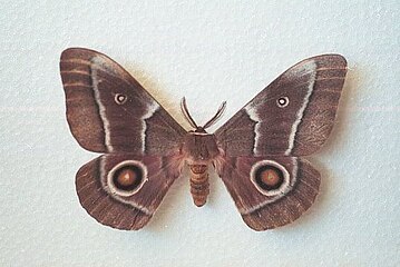 Adult emperor moth (Gonimbrasia belina)