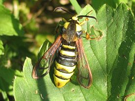 Стеклянница тополёвая большая (Sesia apiformis)