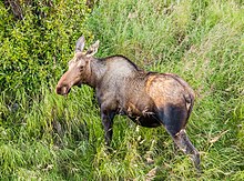 Alce (Alces alces), Potter marsh, Alaska, Estados Unidos, 2017-08-22, DD 139.jpg