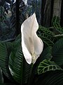 A vitorlavirágok (Spathiphyllum) fajok kedvelt kerti virágok.