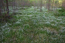 Alpi jänesvill Varudi rabas