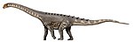 Ampelosaurus