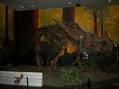 Anchiceratops-Skelett