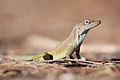 Anolis marmoratus setosus