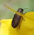 Anthaxia nigrojubata incognita