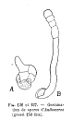 ツノゴケ類の原糸体の例 Anthoceros sp.