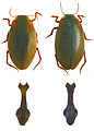 Antiporus femoralis vs occidentalis.jpg