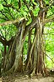 El árbol que camina.