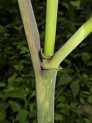 偽茎や鞘状葉は淡緑色から淡紫褐色で斑模様があり、偽茎部の葉柄基部の開口部が襟状に開出する。