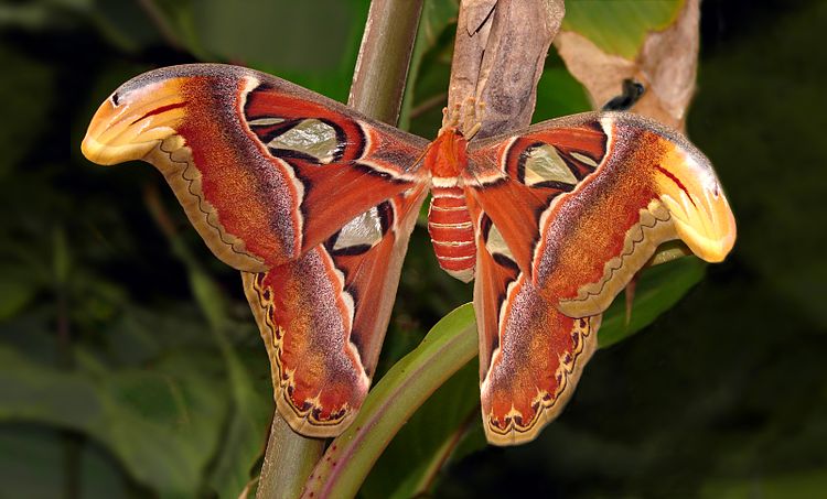 Самец павлиноглазки Attacus atlas — одной из крупнейших бабочек в мире. Наиболее крупный известный экземпляр данного вида имел размах крыльев 26,2 см.