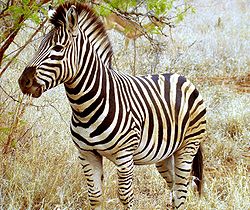 250px-Beautiful_Zebra_in_South_Africa.JPG