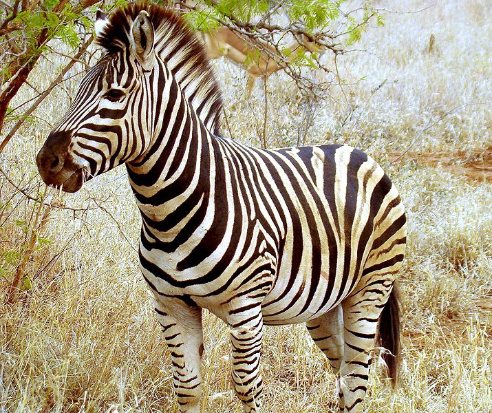 Ficheiro:Beautiful Zebra in South Africa.JPG