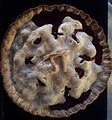 Blackberry Pi Pie