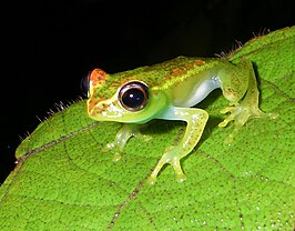 Boophis rappiodes