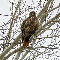 Rotschwanzbussard