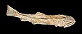Fosilna riba Calamopleurus cylindricus, rod Calamopleurus, prodica Amiidae.