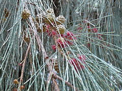 Fleurs, feuilles et fruits.