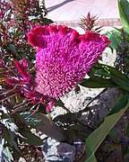 Celosia cristata (Cockscomb) in Chandigarh