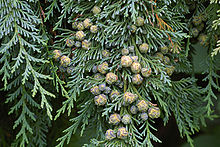 Chamaecyparis lawsoniana.jpg