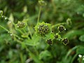 Bupleurum euphorbioides