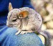 Un jeune chinchilla sauvage sur un genou