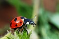 Coccinella magnifica