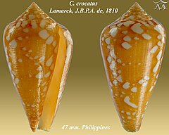 Description de l'image Conus crocatus 1.jpg.