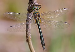 ♂ Cordulia aenea